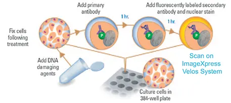 図1. リン酸化ヒストンH2AXの測定によるDNA損傷アッセイの概念図。
