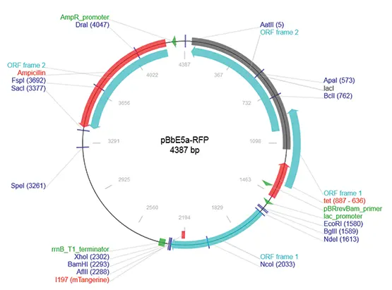 図1. pBbE5a-RFPプラスミドマップ。