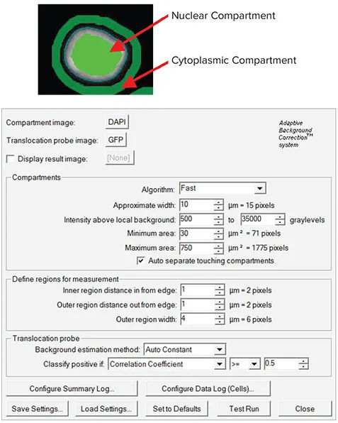 図3. Translocation-Enhanced Application Moduleにより、核染色から核コンパートメントが、核マスクから細胞質コンパートメントが生成される（上）。MetaXpress®ソフトウェアは、コンパートメント間の正確なサイズと境界を定義し、細胞を陽性または陰性としてスコアリングするためのカットオフを設定するために、領域の測定値を調整する自由を提供する（下）。