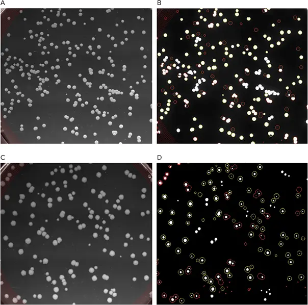 図2. (A) pFluoroGreenベクターで形質転換された細菌コロニーはすべて白色光で検出される。(B）pFluoroGreenベクターで形質転換され、目的のGFP蛍光遺伝子を発現するコロニーのみが蛍光チャンネルで識別される。(C）pCyanFPベクターで形質転換されたすべての細菌コロニーが白色光で検出される。(D）pCyanFPベクターで形質転換され、目的のCFP蛍光遺伝子を発現するコロニーのみが蛍光チャンネルで同定される。これは、GFPとCFPで実証されたように、複数の蛍光クローニングベクターに適合する利用可能な蛍光フィルターセットの多用途性を示している。