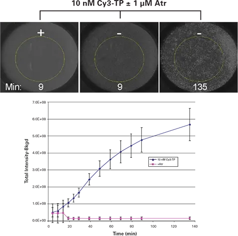 図1. トップパネル： 表示濃度のCy3-TPでインキュベートしたウェルのホモジニアスCy3-TP結合アッセイのImageXpress Velosシステム画像。黄色の円は、画像解析に使用した 4 mm ROI。下のグラフ： ホモジニアスCy3-TP結合アッセイの結果。数値は各条件における4反復の平均値と標準偏差を表す。(Atr = アトロピン）