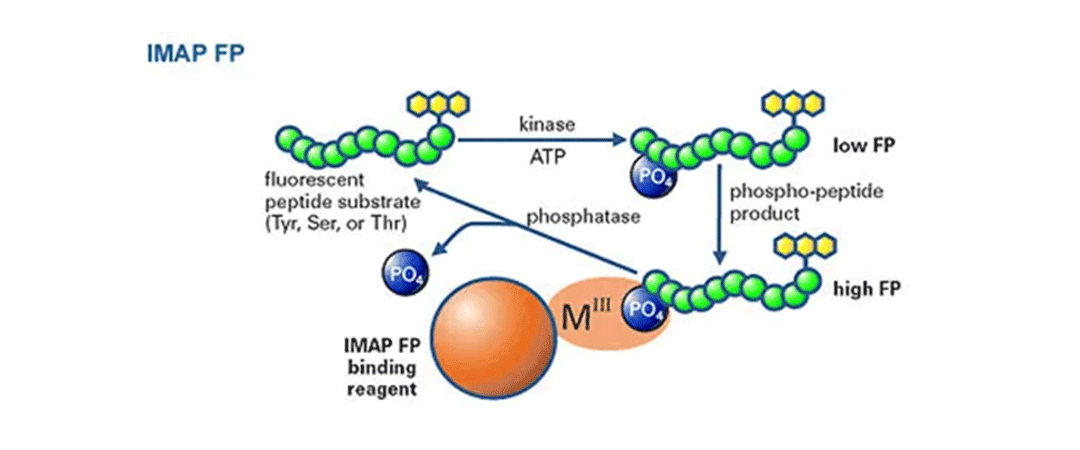 IMAP FP キナーゼおよびホスファターゼ汎用アッセイ