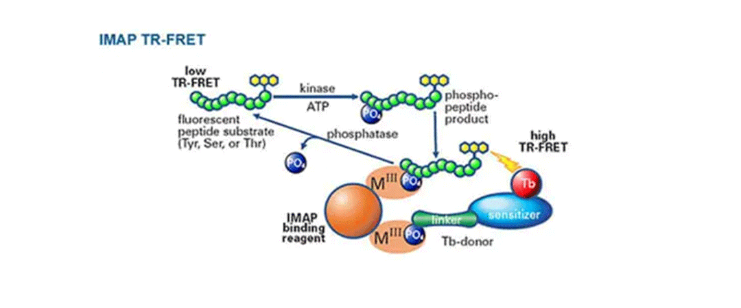 IMAP TR-FRET 一般的なキナーゼおよびホスファターゼアッセイ