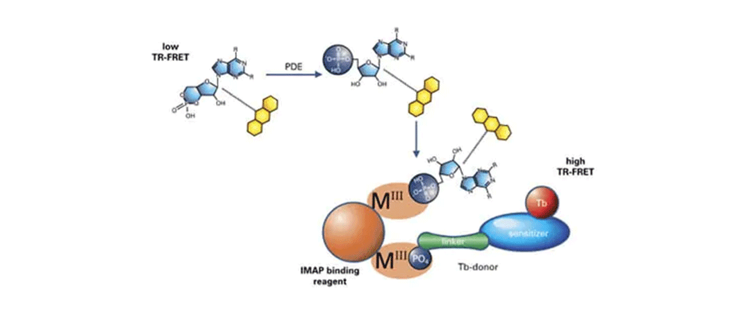 IMAP TR-FRET 汎用ホスホジエステラーゼアッセイ