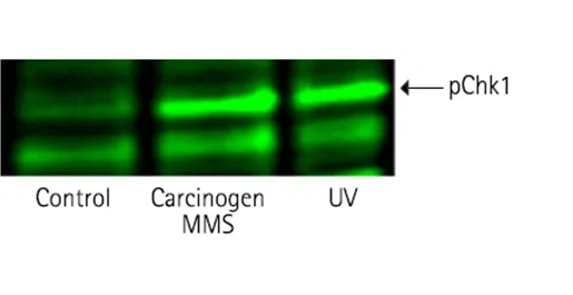 微量の内因性リン酸化型pChk1の検出