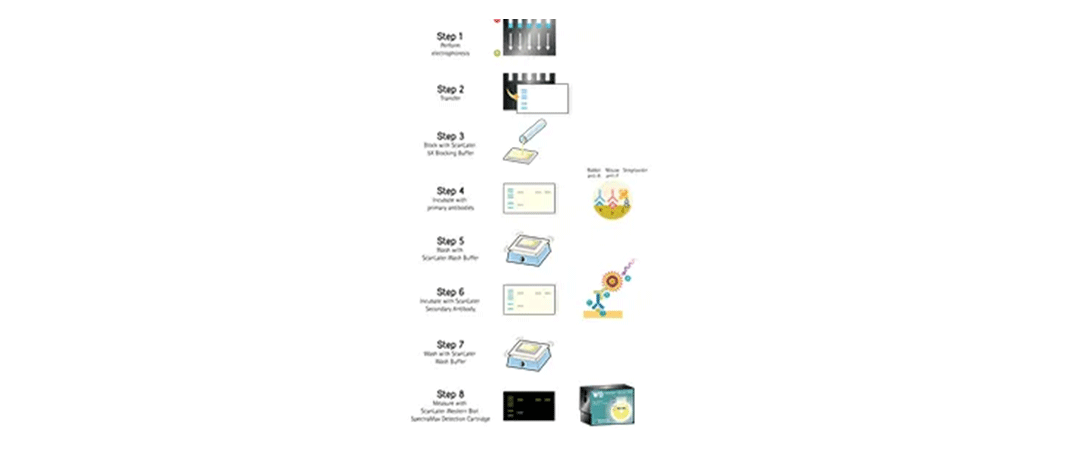 ScanLaterウェスタンブロットアッセイのワークフロー