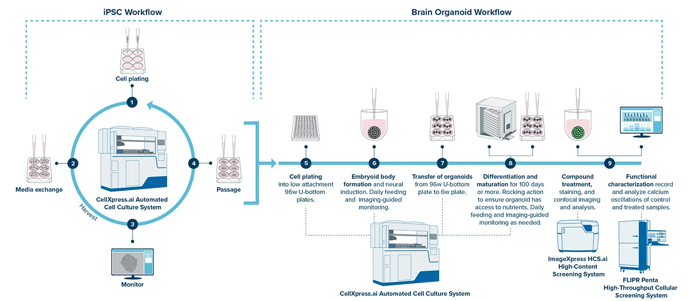 CellXpress.ai システムは、ヒト iPSC と脳オルガノイドの双方の培養をサポートしています。