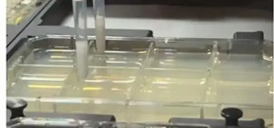 微生物サンプルの吸引、分注、および寒天トレイ上への塗布に使用する、300 μL容量の専用使い捨てプレーティング／ストリーキングチップです。