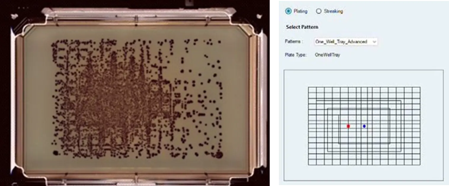 ECC CHROMagar を含む 1 ウェル OmniTray 上にプレーティングした Klebsiella aerogenes のソースカルチャーで、単離されたピンク色コロニーが確認できます。