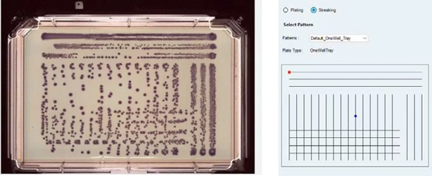ECC CHROMagar を含む分割なしの OmniTray 上に、Klebsiella aerogenes のソースカルチャーをディップストリーキングした結果です。