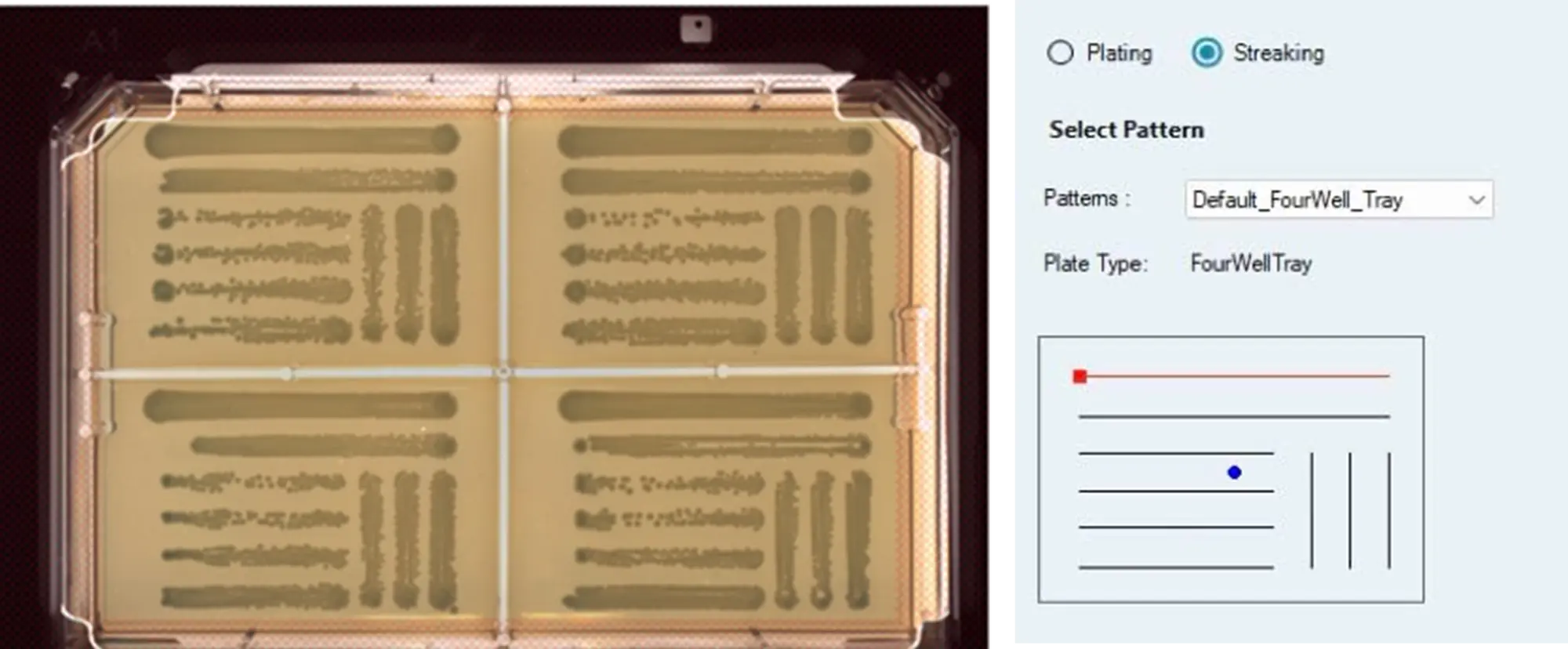 ECC CHROMagar を含む 4 ウェル OmniTray 上に、E. coli のソースカルチャーをディップストリーキングした結果です。