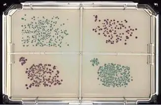 ECC CHROMagar を含む 4 ウェル OmniTray 上にプレーティングした E. coli（青）と Klebsiella（ピンク）のソースカルチャーです。