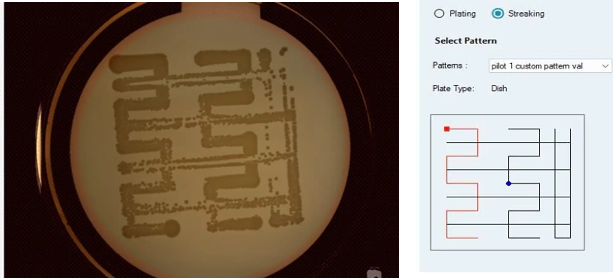 Streaking Pattern Editor を用いてユーザーが設計したカスタムストリーキングパターンに従い、E. coli をディップストリーキングした LB アガー入り 9 cm ペトリ皿です。